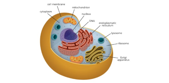 Discover More About Cells Flashcards